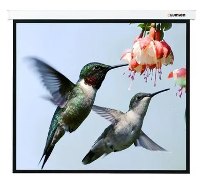 Экран проекционный Lumien Master Picture LMP-100117, 202x280см, 16:9